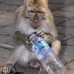 monkey_macaque_balinese_mf_ubud_v_0274_bal0275.jpg